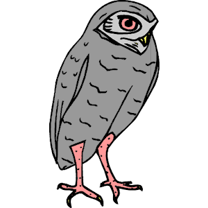 Owl 21