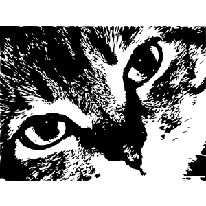 DailySketch: Cats