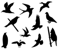 Birds Silhouette