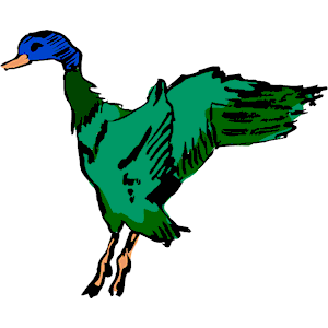 Duck - Mallard 2