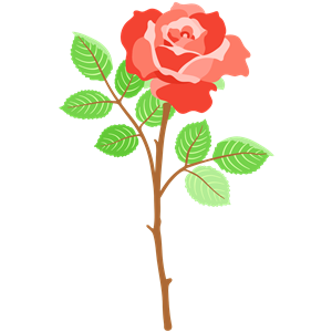 Rose 30