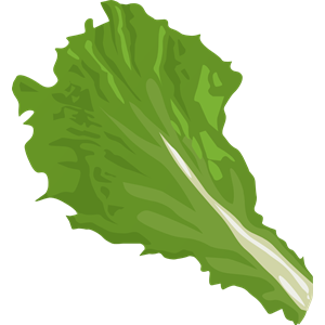 Food Green Leaf