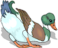 Duck 71
