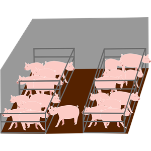 Inside pigs industrial farm - A l'intérieur d'un élevage industriel de cochons
