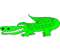 Alligator - Grinning