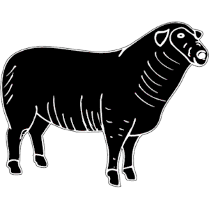 Sheep 4