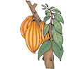 Papaya 2