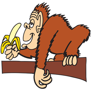 Ape eating banana