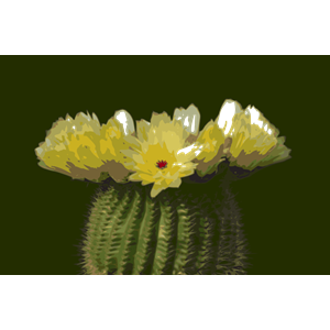 Cactus-flower 02