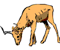 Antelope 14