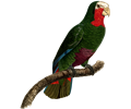 Parrot 44