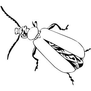 Cardinal beetle (outline)