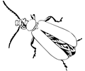 Cardinal beetle (outline)