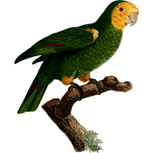 Parrot 34