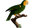 Parrot 34