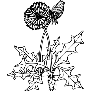 Common dandelion