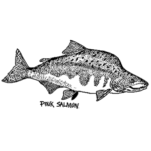 Pink Salmon mapitize