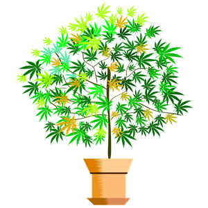 a potted plant