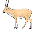 Antelope 26