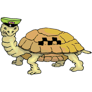 Tortoise Taxi Driver