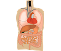 internal organs, medical diagram