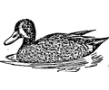 Blue winged teal
