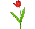 colored tulip