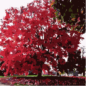 Fall Tree-Red