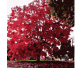 Fall Tree-Red