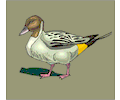 Duck 22