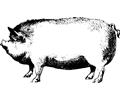 PigBy