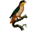 Parrot 60