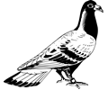 Carrier pigeon 2