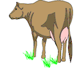 Cow 03