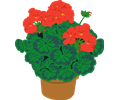 geranium ganson