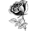 Rose 18