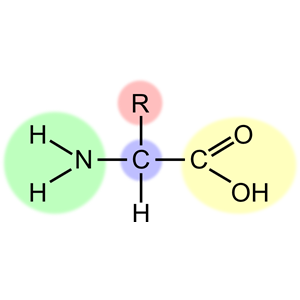 Amino acid (highlight)
