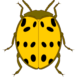 Beetle 08