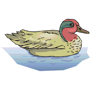 Duck 51