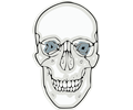 digitalized human skull