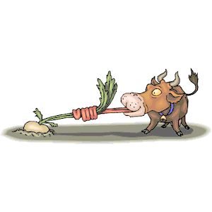 Cow Eating Turnip