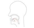 midsagittal CH - voiceless postalveolar affricate