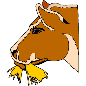 Cow 24