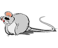 Mouse Fat