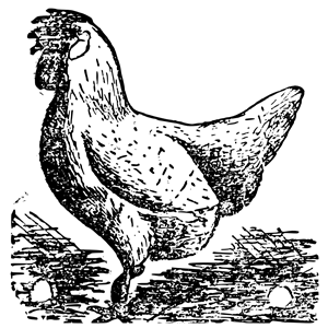 Iâr | Chicken