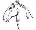 Ram-headed horsehead