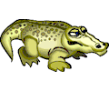 Alligator 16
