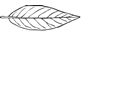 Lanceolate Leaf Transparent