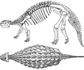 Ankylosaurus Skeleton Bones