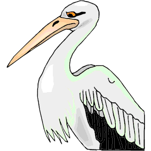 Pelican 11